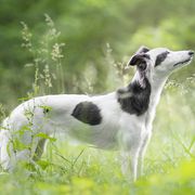 Windsprites from The Shire Sighthounds