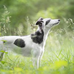 Windsprites from The Shire Sighthounds