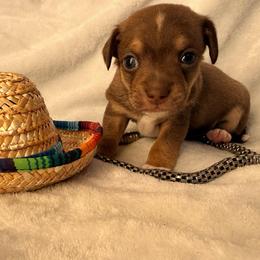 Bates - Chocolate and tan male Chihuahua puppy in Seneca, Missouri from Stephanie’s Puppy Colony