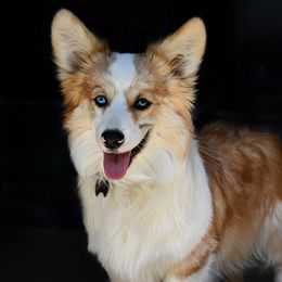 Whiskey - American Corgi