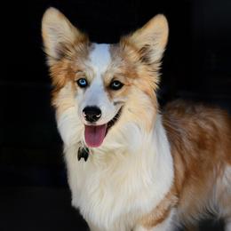 Whiskey - American Corgi