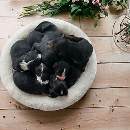 Bernedoodle Puppies from East Coast Bernedoodles
