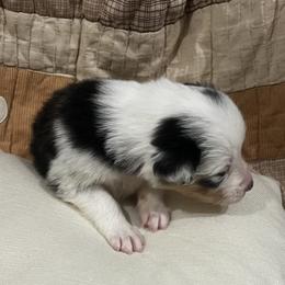 Odin (Kalimba) - Blue merle male Australian Shepherd puppy in Bennett, Colorado from Alolan Angel Aussies