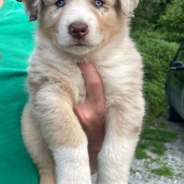 Elm - Red merle male Australian Shepherd puppy in Belmont, Vermont from Pennyrile Australian Shepherds