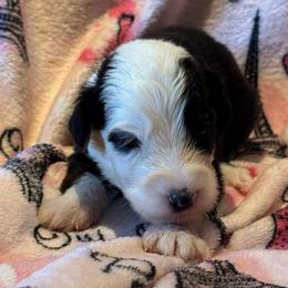 MUFFIN - Black and white female Sheepadoodle puppy in Riverside, California from Downtown Doodles & Frenchies