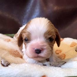 Iris - Blenheim female Cavalier King Charles Spaniel puppy in Paulden, Arizona from Nine Mile Cavaliers