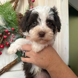 Ducky - Chocolate male Havanese puppy in Reese, Michigan from Windy Hill Havanese