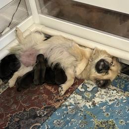 Tibetan Spaniel Puppies from Snowpine Ranch