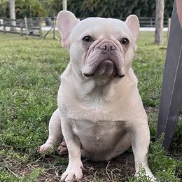 Betty White - French Bulldog