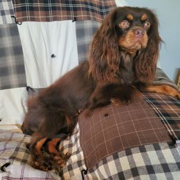 Kodiak - Cavalier King Charles Spaniel