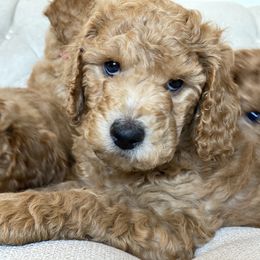Labradoodle Puppies from Ruby Doo’s Doodles