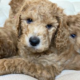 Labradoodle Puppies from Ruby Doo’s Doodles
