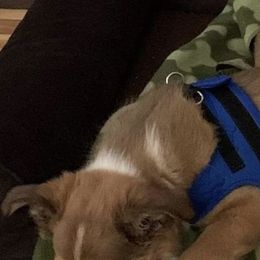 Border Collie Puppies from Burke BC’s