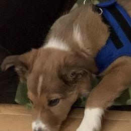 Border Collie Puppies from Burke BC’s