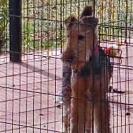 Airedale Terriers from Arily Airedales