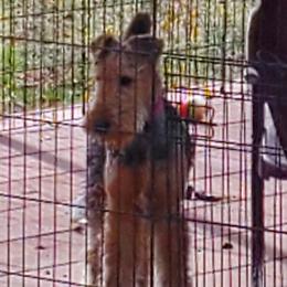 Airedale Terriers from Arily Airedales