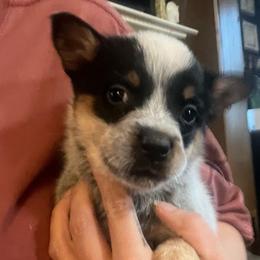 Boy 1 - Blue male Australian Cattle Dog puppy in Norton, Ohio from Australian Cattle Dog Company