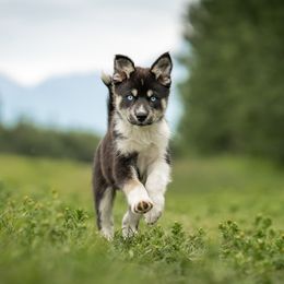 Pomsky Puppies from Pioneer Peak Pomskies