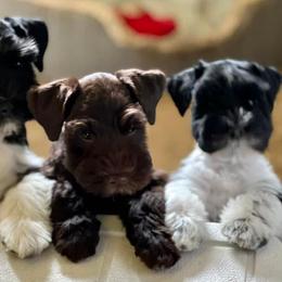 Miniature Schnauzers from Royalty & Pomp Miniature Schnauzers of Brunnway