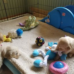 Golden Retriever Puppies from Sunburst Goldens