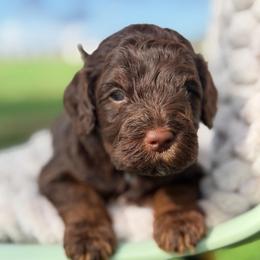 Loui  Vuitton - Chocolate male Australian Labradoodle puppy in Waco, Texas from RainPuddle's Labradoodles