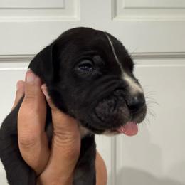 Spider-Man - Black and white male Great Dane puppy in Florida from Beachside Kennels
