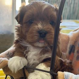 Zack - Red male Havanese puppy in Kenly, North Carolina from Harbor Of Hope Havanese
