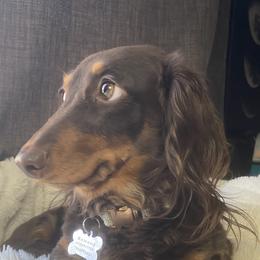 Nutella - Dachshund