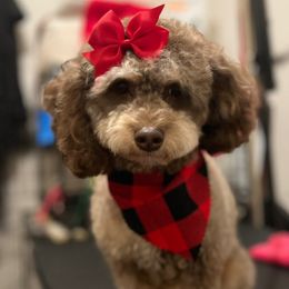 Pyper - Cockapoo