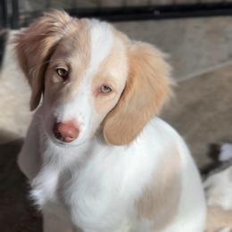 Edward - male Aussiedoodle puppy in Redding, California from Farmstead Doodles