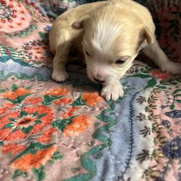 Lexi Mae Blaine - Cream female Maltipoo puppy in Mooresville, North Carolina from Clearview Canines