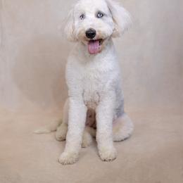 Kylie - Sheepadoodle