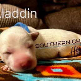 Aladdin - Red speckled male Australian Cattle Dog puppy in Floyd, Virginia from Southern Charm Heelers