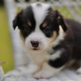 Vincent (Vince) - Black and tan male Pembroke Welsh Corgi puppy in Benton, Arkansas from High Cotton Corgis