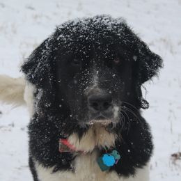 Jasmine - Newfoundland