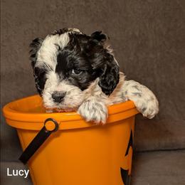 Lucy - Black and white female Cockapoo puppy in Sunset, Louisiana from Cano Cockapoos