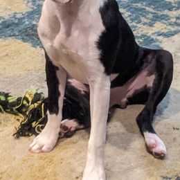 Boston Terrier Puppies from Boston's Boston Terriers AKC