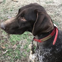 Georgia - German Shorthaired Pointer