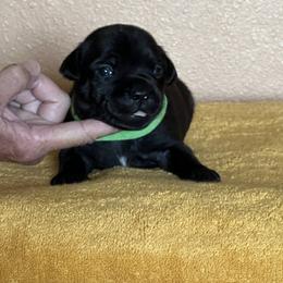Green - Brindle male Staffordshire Bull Terrier puppy in Lincoln, California from J Jax Staffords