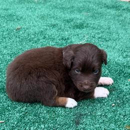 Milo - Red tri-color male Australian Shepherd puppy in Mount Vernon, Texas from RJ's Aussie Posse