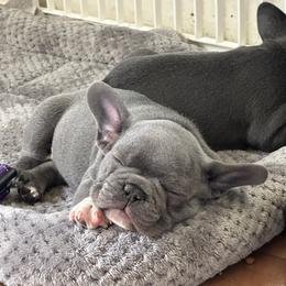 French Bulldog Puppies from High Tide Frenchies