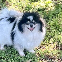 Dahlia - Pomeranian