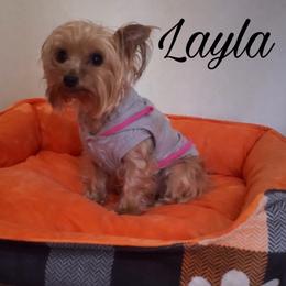 Layla - Yorkshire Terrier