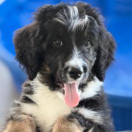 Bailey - Tri-color female Bernedoodle puppy in Phelan, California from PuppyPaws4U