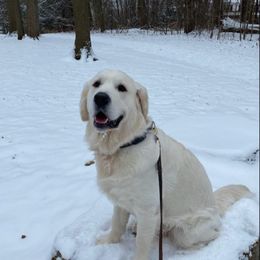 Golden Retriever Puppies from Mountain Laurel Goldens