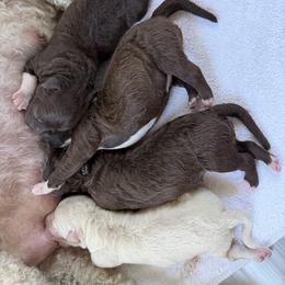 Girl 1 - Brown female Lagotto Romagnolo puppy in Sherman, Texas from Texas Lagottos