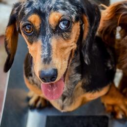 Jade - Dachshund