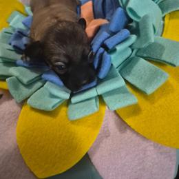 Cloudy - Black and tan brindle male Havanese puppy in Richmond, Texas from Marcia Hamlet
