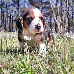 Beagle Puppies from Rajun Cajun Kennels