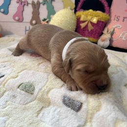 Golden Retriever Puppies from Sunshine Mountain Retrievers